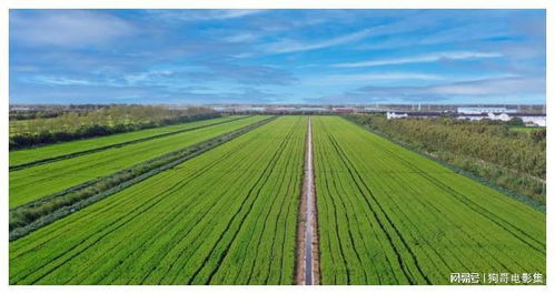 上海農(nóng)場(chǎng) 智慧農(nóng)業(yè)引領(lǐng)農(nóng)業(yè)開(kāi)發(fā)，發(fā)展之路越走越寬