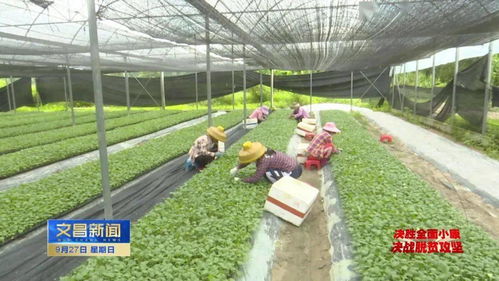 嫁接蔬菜種苗“嫁”出好“錢(qián)景”，助力我市農(nóng)業(yè)經(jīng)濟(jì)蓬勃發(fā)展